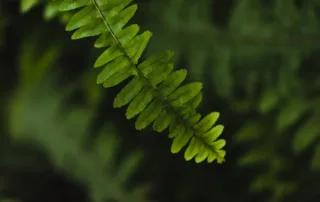 Fern leaves - Telerehab AI's Logo