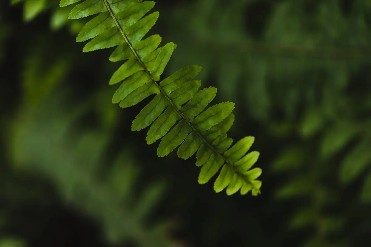Fern leaves - Telerehab AI's Logo