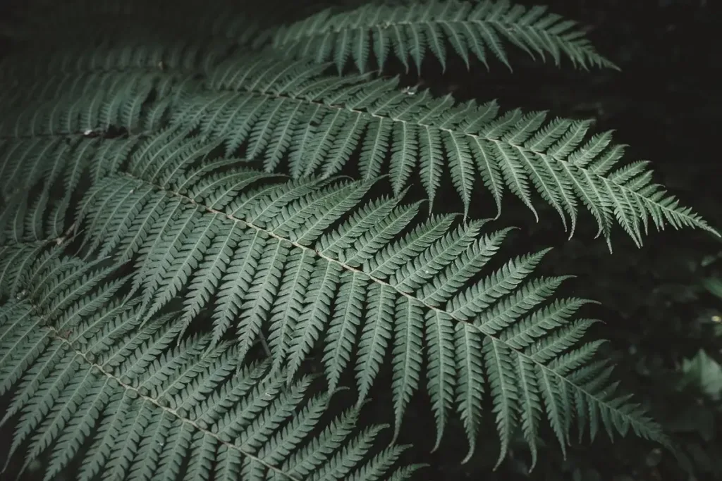 Fern leaves in forest - Telerehab AI Logo