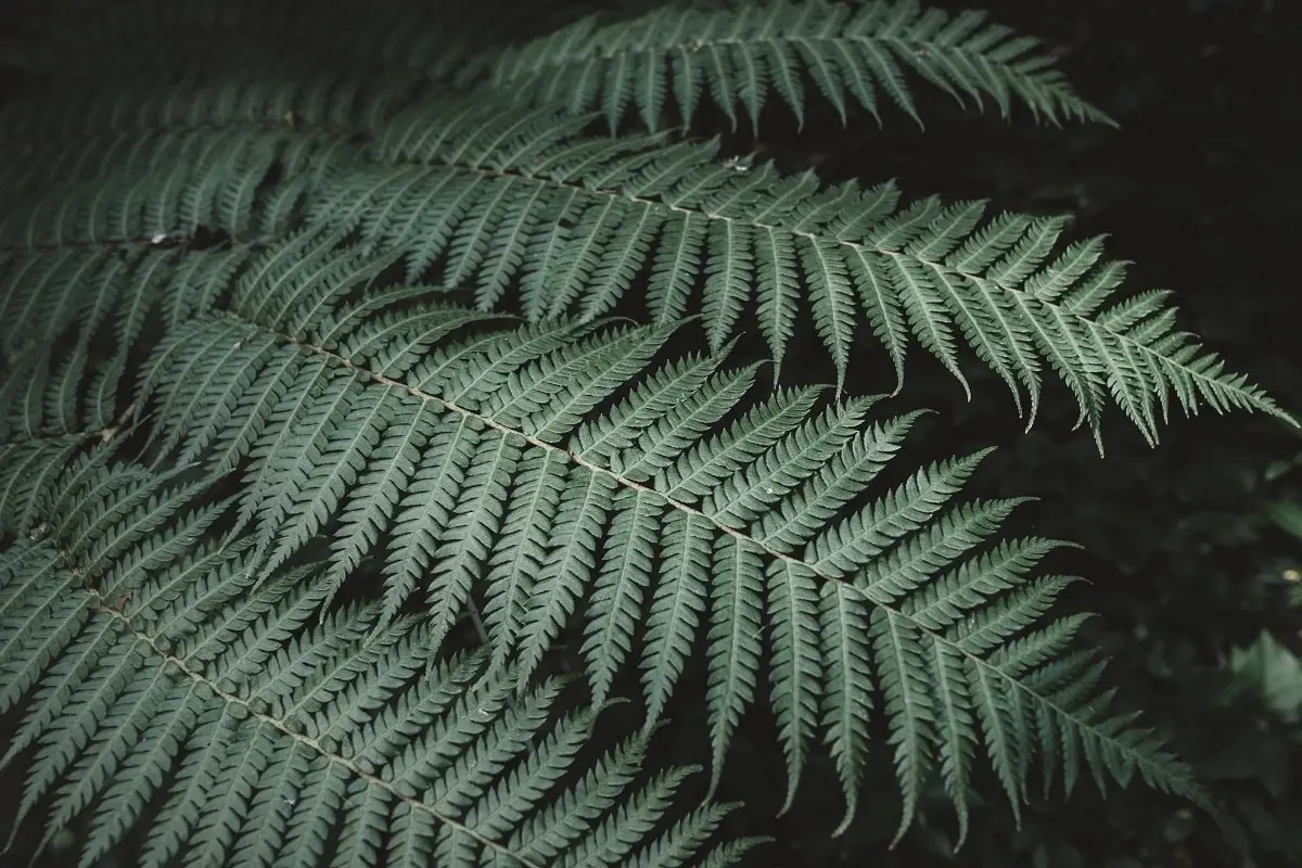 Fern leaves in forest - Telerehab AI Logo