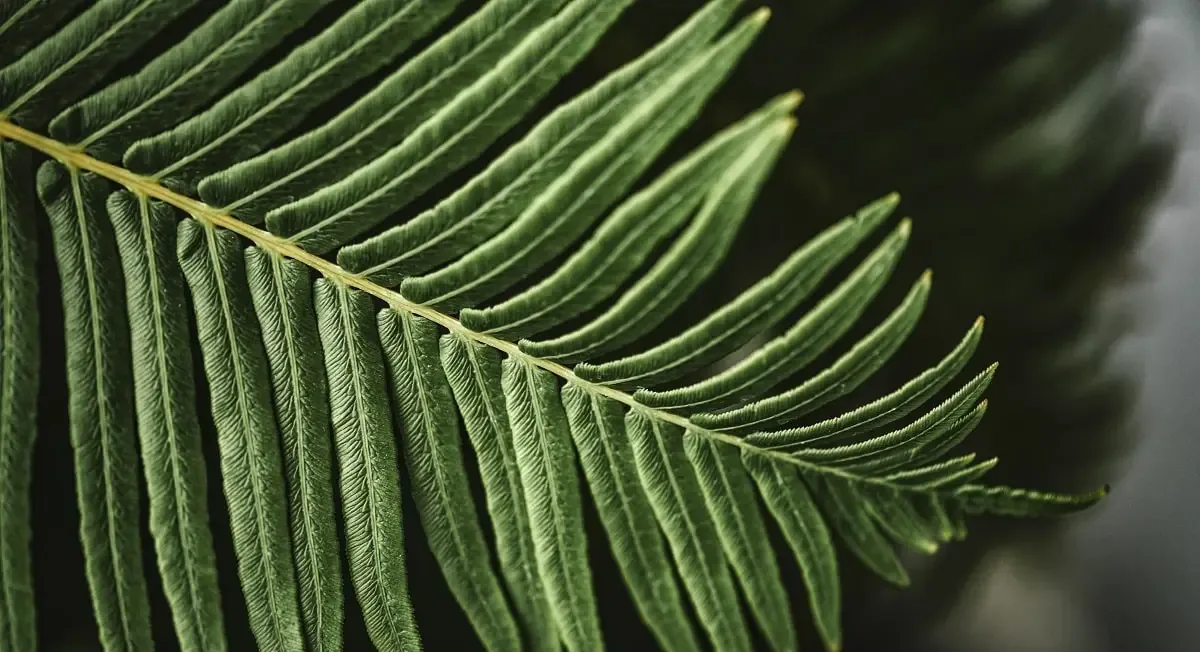 Fern leaves nature background- Telerehab AI's Logo